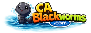 CA Blackworms.com