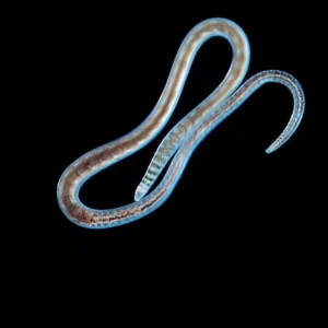 High-magnification image of a single live blackworm against a solid black background, showing its elongated, translucent body with visible segmentation and internal structure.