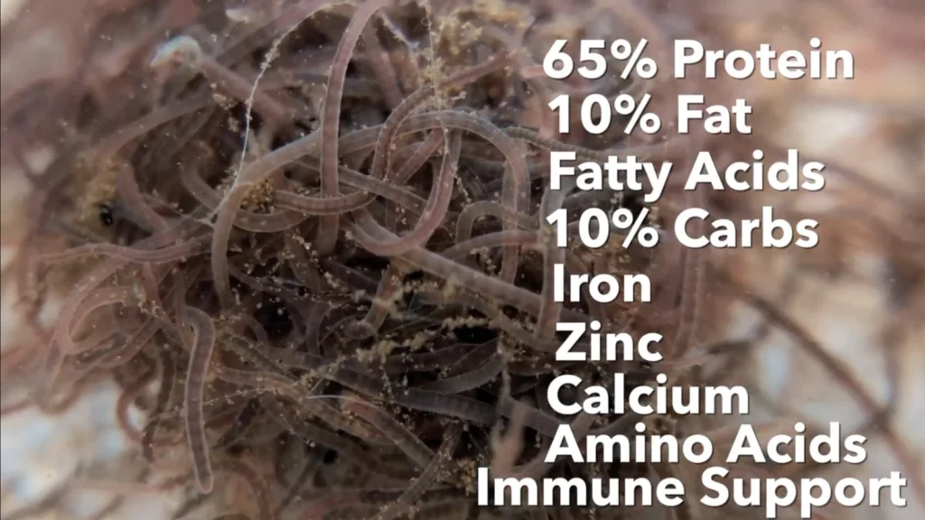 Close-up of live blackworms clustered together, showing thin, translucent worms, with overlaid text listing nutritional benefits: 65% protein, 10% fat, fatty acids, 10% carbs, iron, zinc, calcium, amino acids, and immune support.