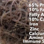 Close-up of live blackworms clustered together, showing thin, translucent worms, with overlaid text listing nutritional benefits: 65% protein, 10% fat, fatty acids, 10% carbs, iron, zinc, calcium, amino acids, and immune support.